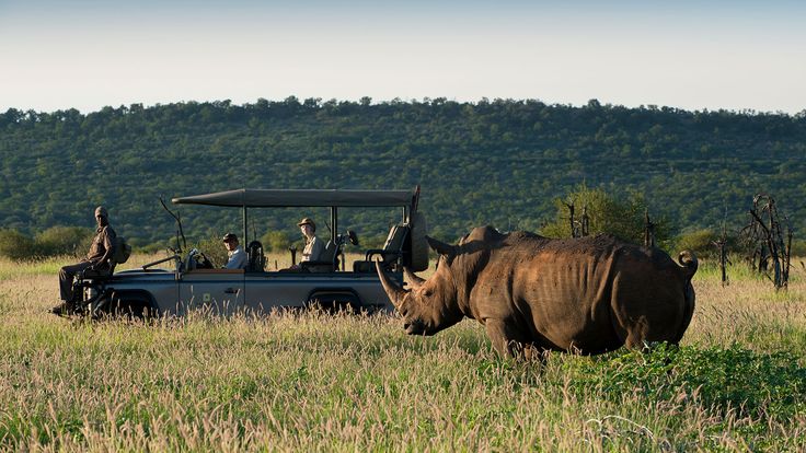 Day 1 - Arrival & Afternoon Safari Experience