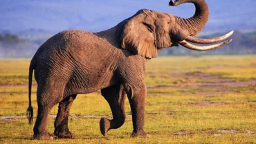 Best Time of Day to Travel to Kruger National Park