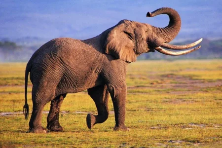 Best Time of Day to Travel to Kruger National Park