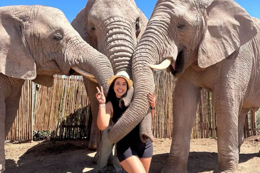 Elephant Encounter & Sanctuary Experience