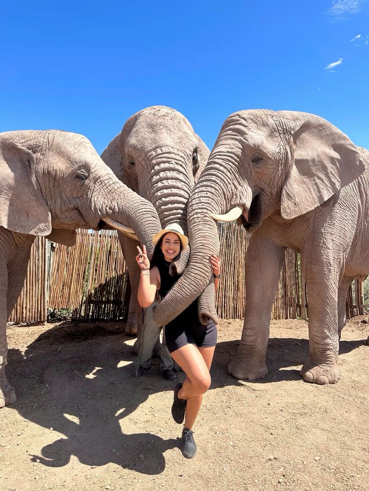 Day 1 - Hartbeespoort Elephant Sanctuary Experience from Johannesburg