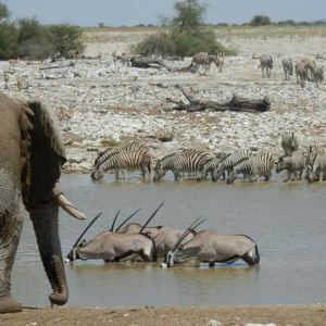 2-Day Etosha Safari from Windhoek