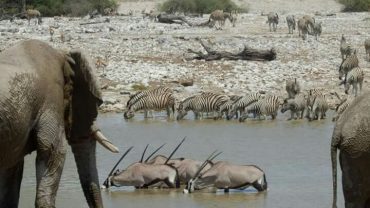 2-Day Etosha Safari from Windhoek
