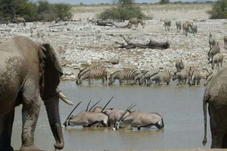 2-Day Etosha Safari from Windhoek