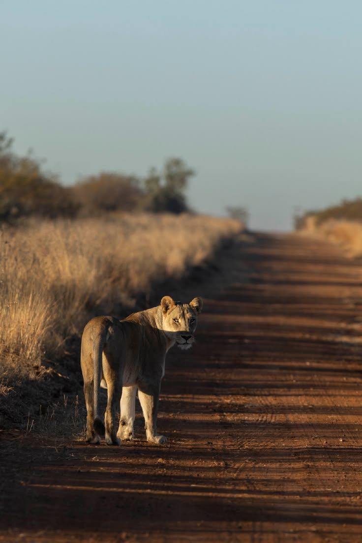 Day 1 - Dinokeng Early Morning Safari Experience