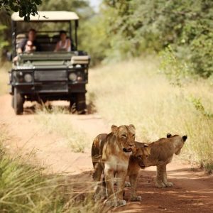 Are Short Safaris Worth the Money