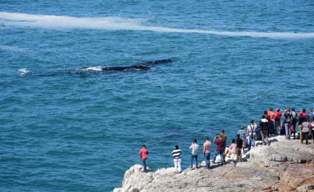whale tour
