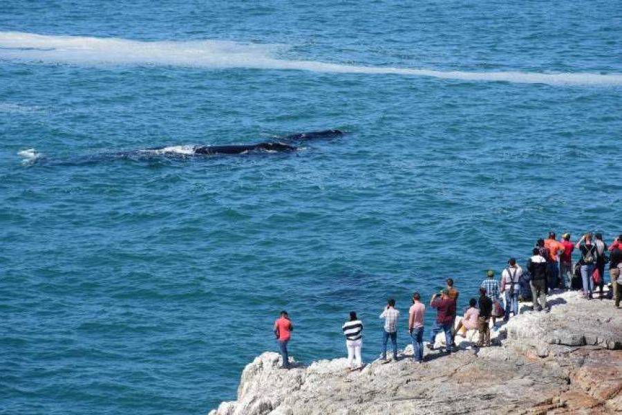 whale tour