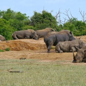 Best Time to Visit Pilanesberg