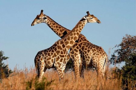 Giraffes spotted at Dinokeng Game reserve