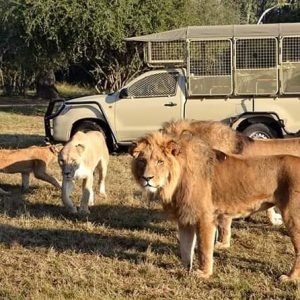 Lions spotted at Lion's Park