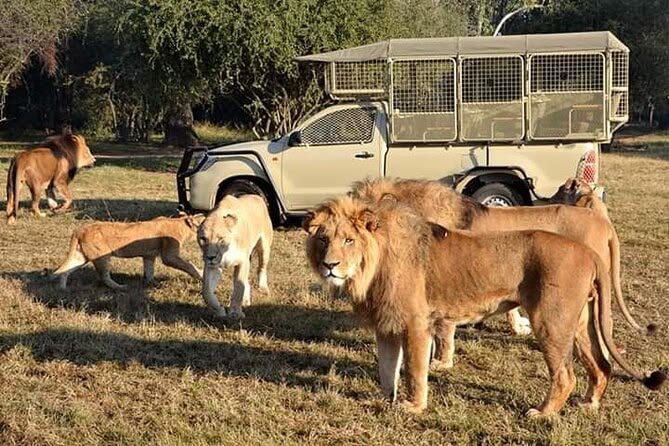 Day 1 - Lesedi Cultural Village & Lion Safari Park Tour
