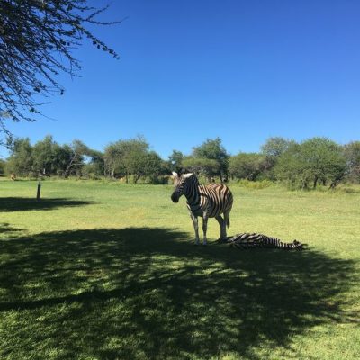 Dinokeng Game Reserve