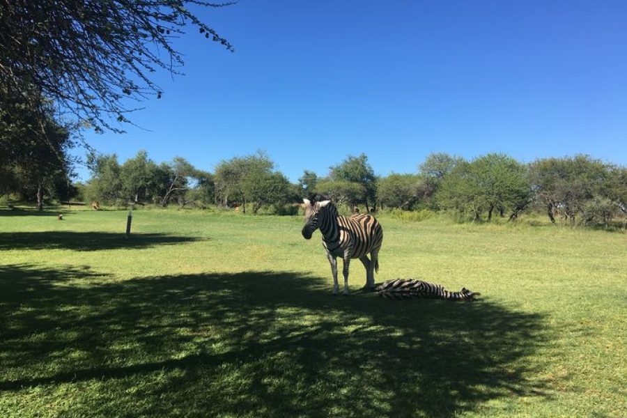 Dinokeng Guided Nature Drive, 2-Day Dinokeng Safaris Dinokeng Bush Camp Safari