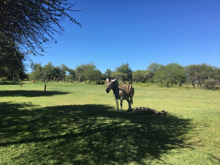 Day 1 - Dinokeng Bush Walk & Safari Day Tour