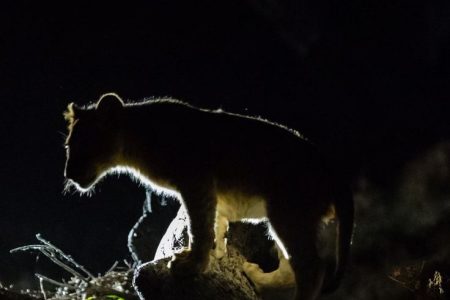 Night Time Safari Drive