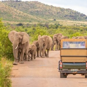 Pilanesberg Game Drive