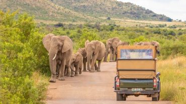 Pilanesberg Game Drive