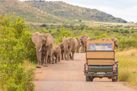 Pilanesberg Game Drive