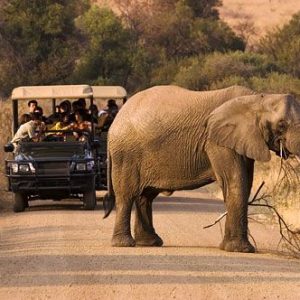 Pilanesberg Day Tours
