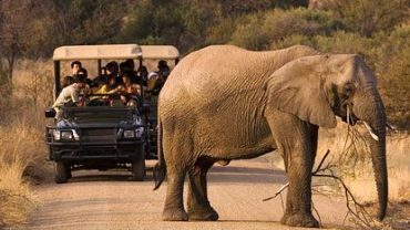 Pilanesberg Day Tours