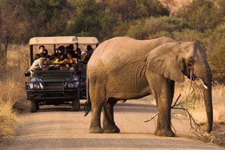 Pilanesberg Day Tours