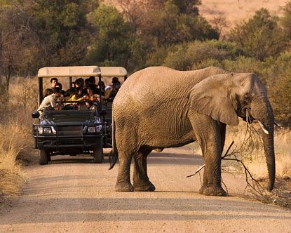Guided Safari experience in Pilanesberg