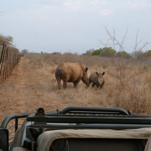 Rhino spotted on a game drive at eswatini