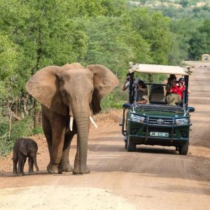 A mother elephant and baby elephant spotted waking at Kruger from pilanesberg