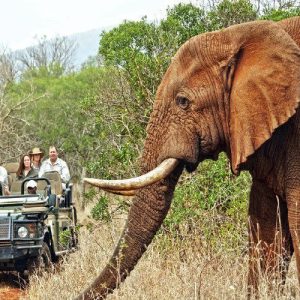 Best Time to Visit Pilanesberg