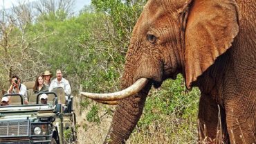 Best Time to Visit Pilanesberg
