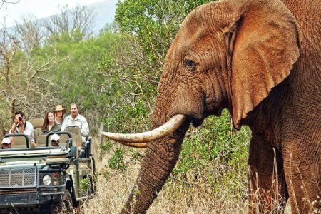 Best Time to Visit Pilanesberg
