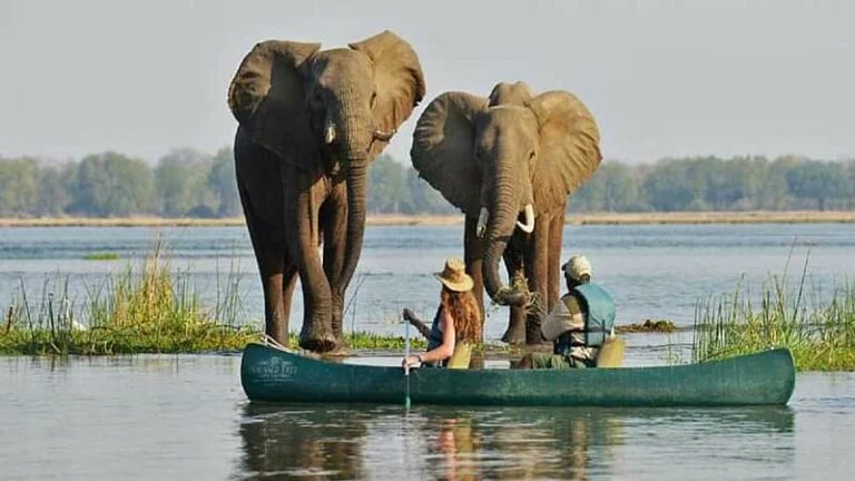 Day guided Canoe safari on Upper Zambezi