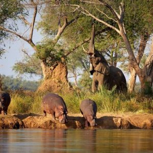 an Elephant and hippos at the Okavango Delta