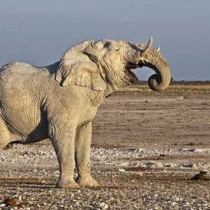 2-Day Etosha Safari from Windhoek
