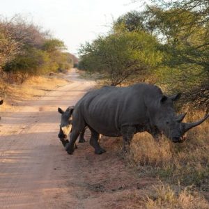 Rhino spotted at Kruger National Park