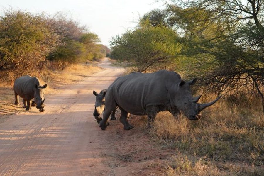 kruger safari