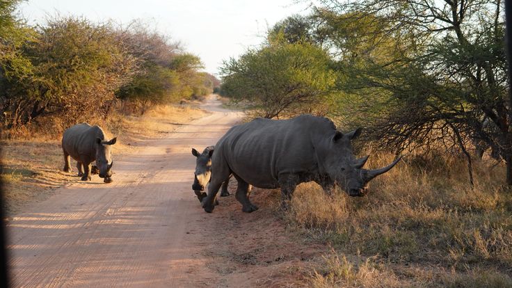 Day 1 - Johannesburg to Greater Kruger & Sunset Game Drive