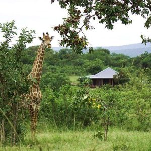Is Eswatini Worth Visiting for a Safari?