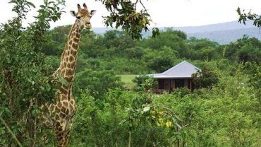 Is Eswatini Worth Visiting for a Safari?