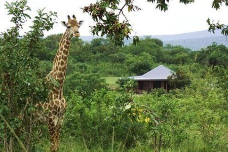 Is Eswatini Worth Visiting for a Safari?