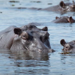 1-Day Wild Chobe Big Five Safari – Kasane Pickup