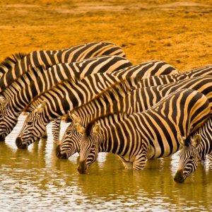 Can You Visit Kruger Without a Car?