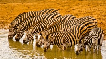 Can You Visit Kruger Without a Car?