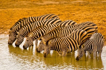 Can You Visit Kruger Without a Car?