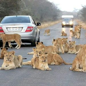 Johannesburg/OR Tambo to Hoedspruit (Kruger Region) Private Transfer