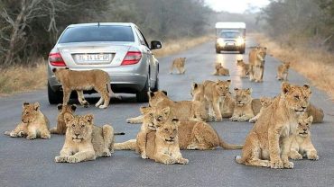Johannesburg/OR Tambo to Hoedspruit (Kruger Region) Private Transfer