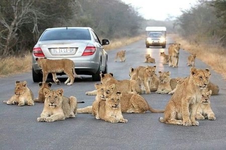 Johannesburg/OR Tambo to Hoedspruit (Kruger Region) Private Transfer