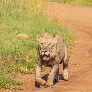 Pilanesberg Safari from Johannesburg