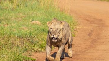 Pilanesberg Safari from Johannesburg